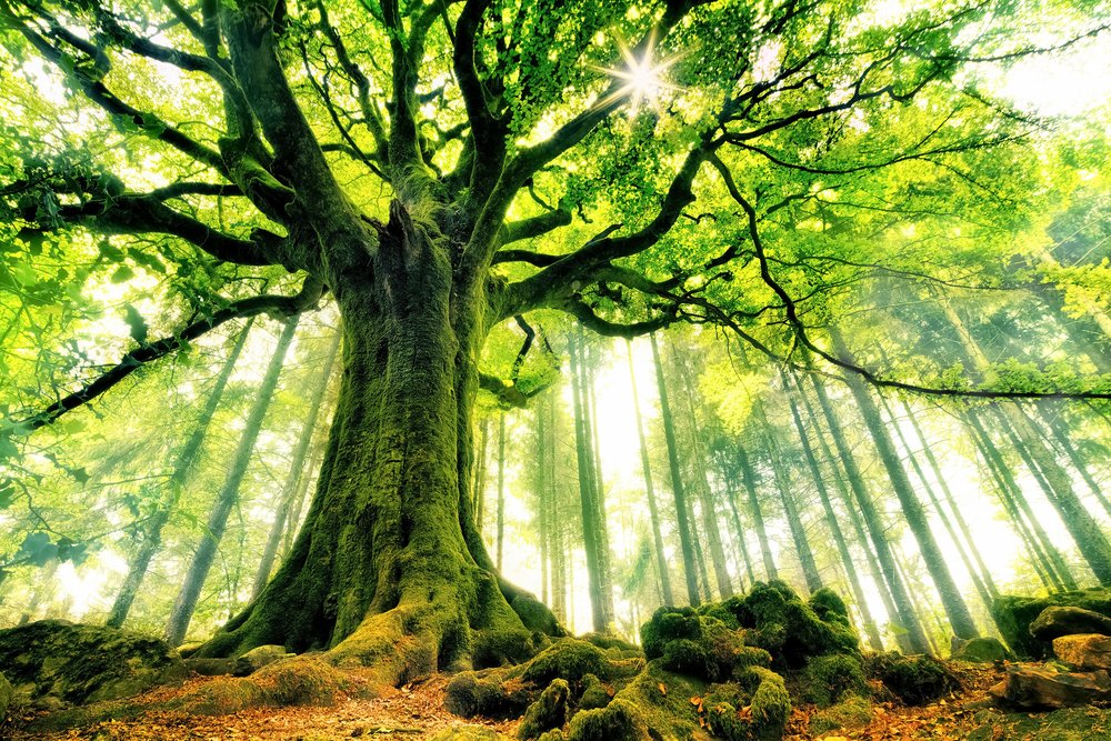 Albero secolare illuminato dal sole da Christophe Kiciak
