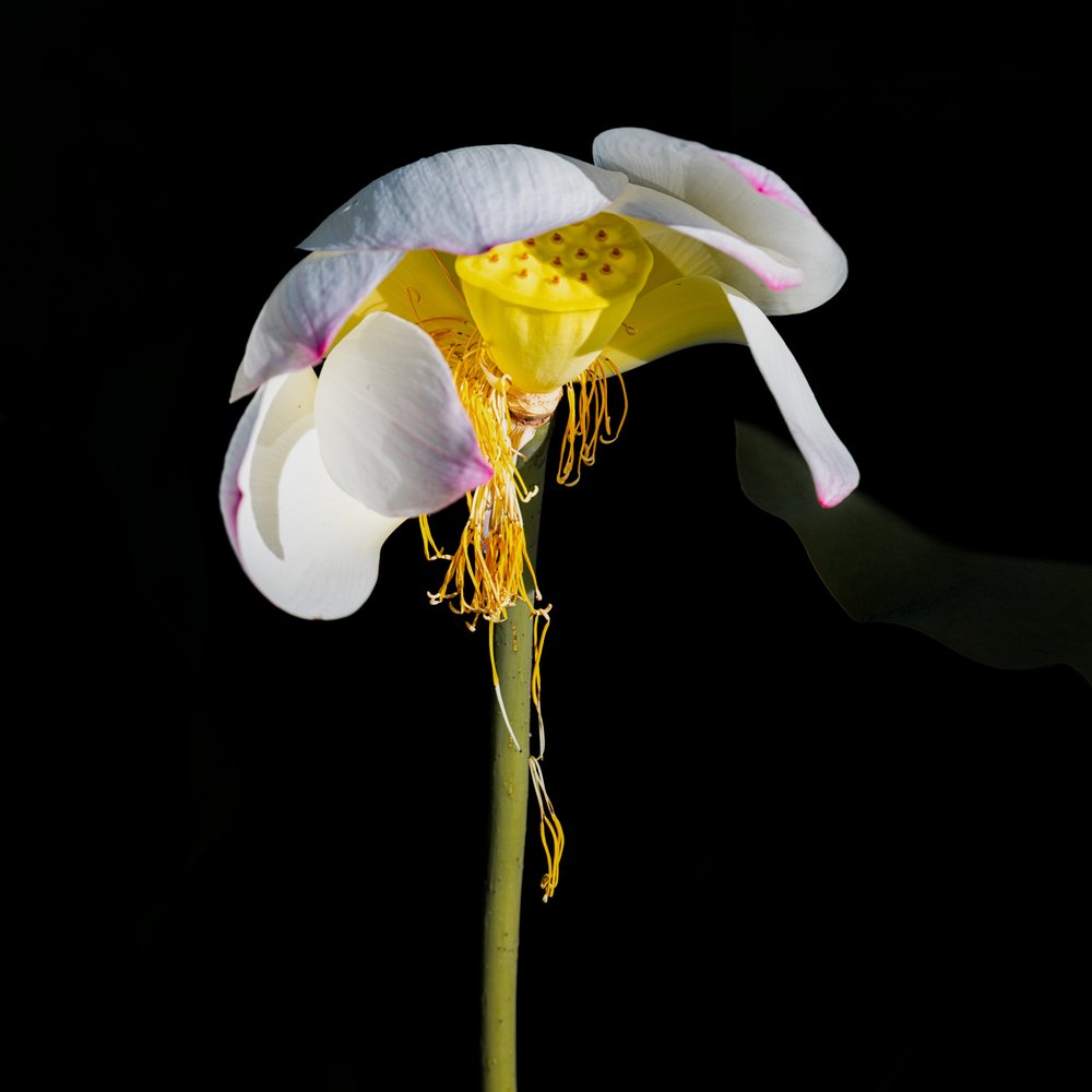  da Chuanxu Ren
