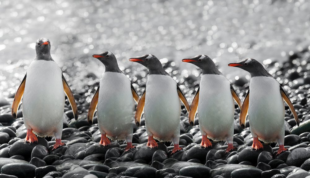 Cinque pinguini curiosi da Chuanxu Ren