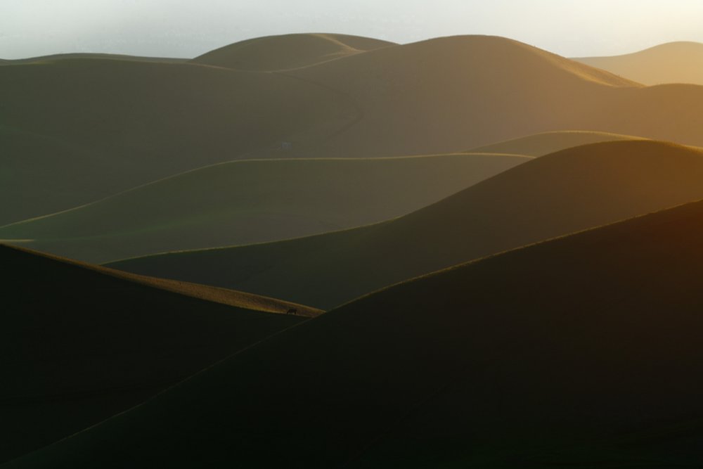 Colline dorate ondulate da Chuanxu Ren