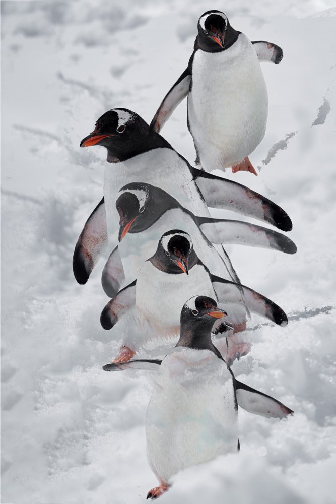 Pinguini nella neve da Chuanxu Ren