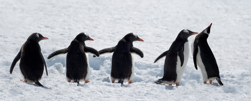 Pinguini durante una passeggiata sulla neve da Chuanxu Ren