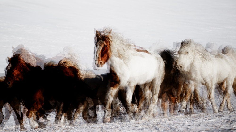 Cavalli selvaggi in movimento d