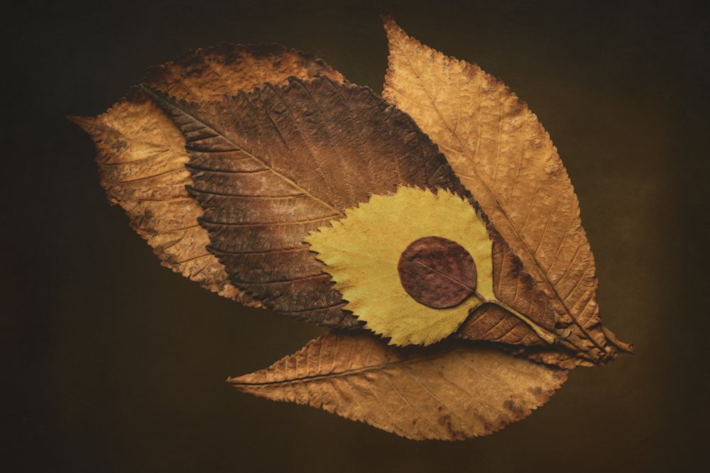 Occhio di foglia autunnale da Cicek Kiral