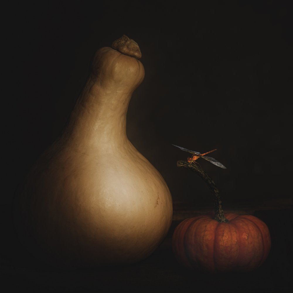 Zucca autunnale e libellula da Cicek Kiral