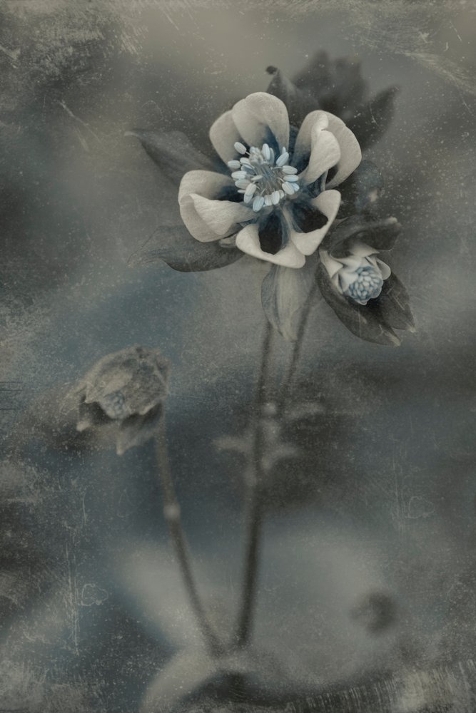 Fiore vintage blu da Cicek Kiral