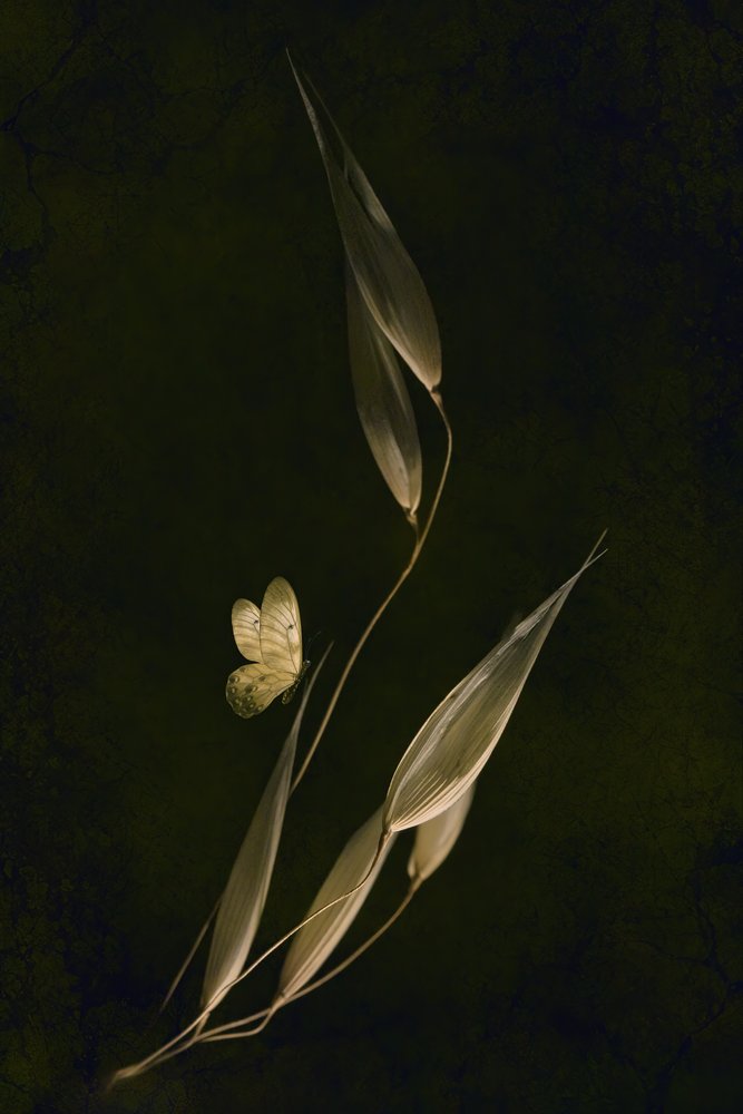 Farfalla botanica scura da Cicek Kiral