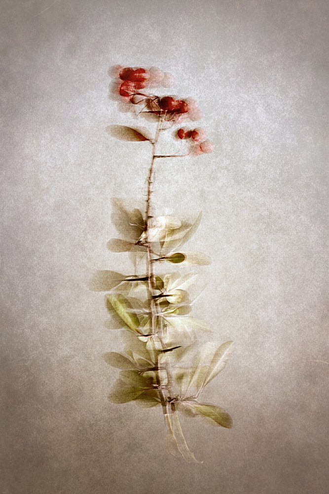 Delicate bacche botaniche da Cicek Kiral