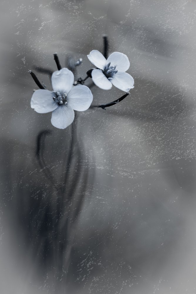 Delicate fioriture grigie da Cicek Kiral