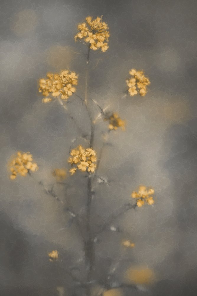Sognanti fiori gialli da Cicek Kiral