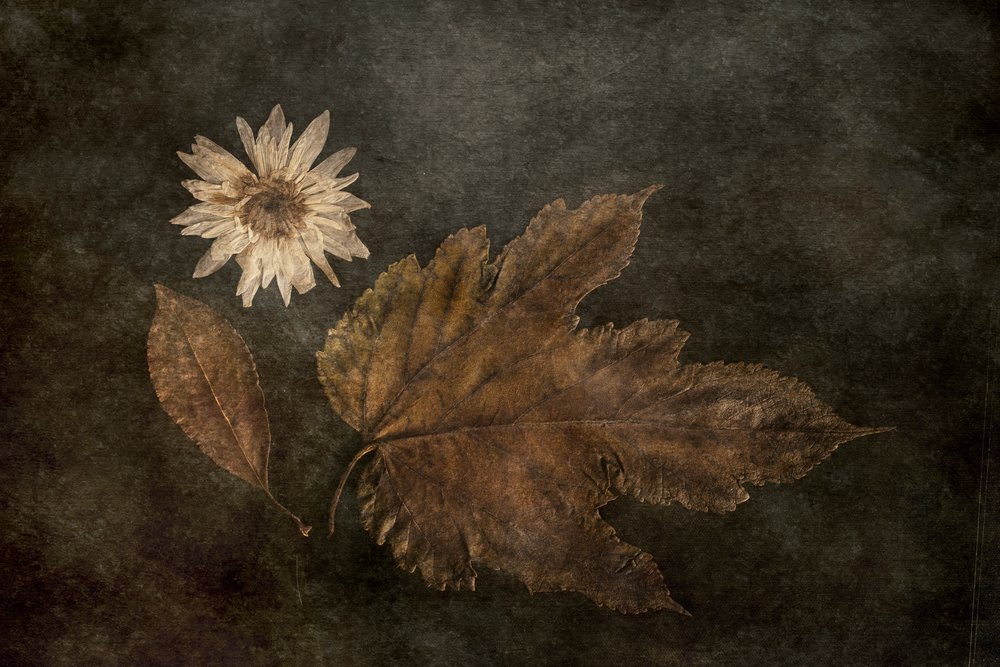 Piante botaniche autunnali essiccate da Cicek Kiral
