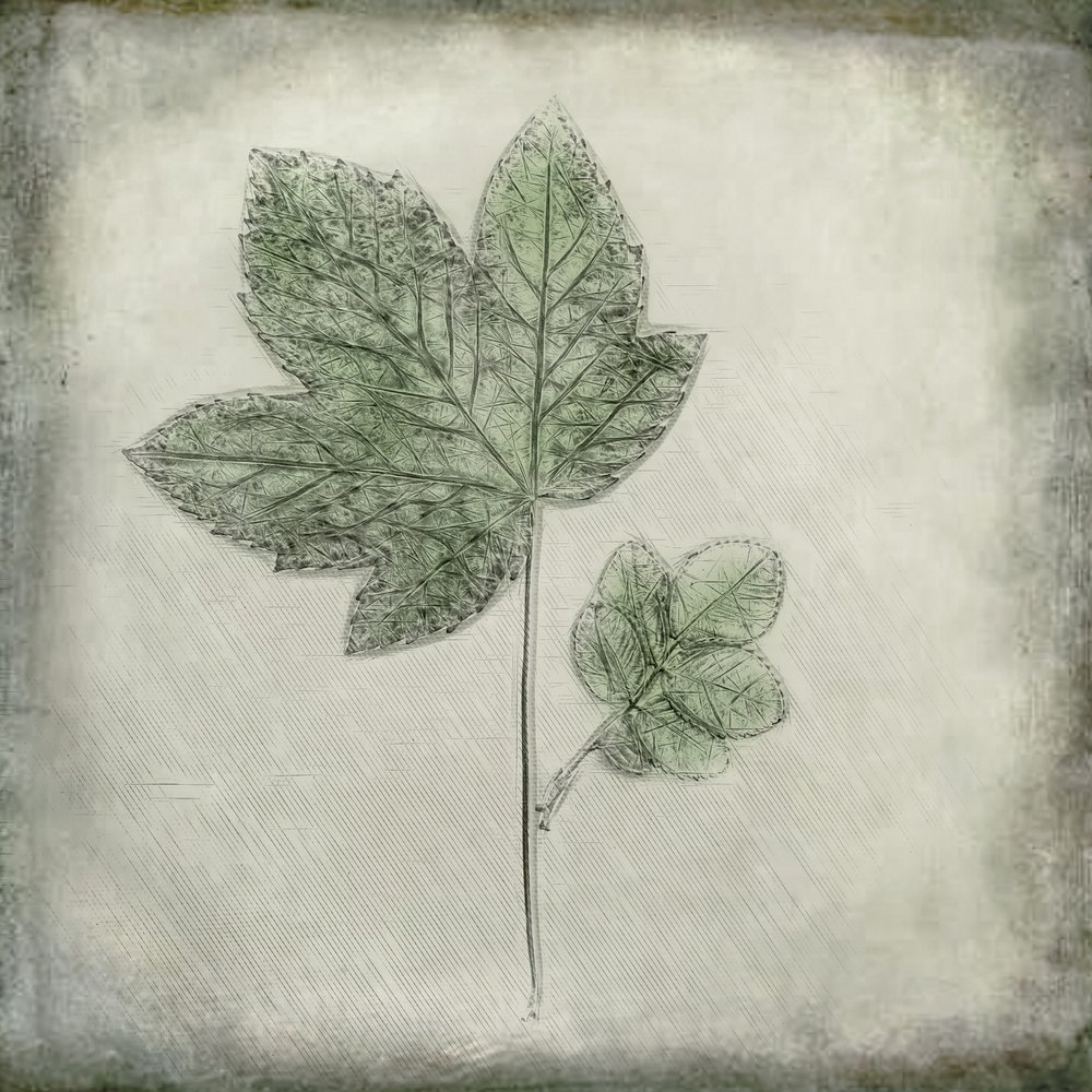 Eleganti foglie verdi da Cicek Kiral