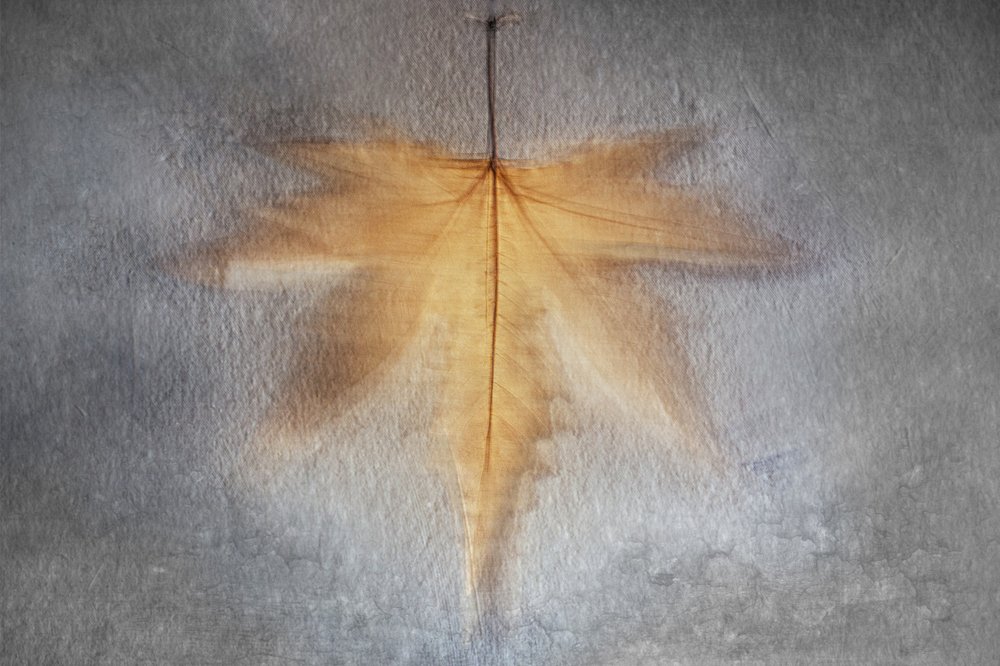 Foglia autunnale luminosa da Cicek Kiral