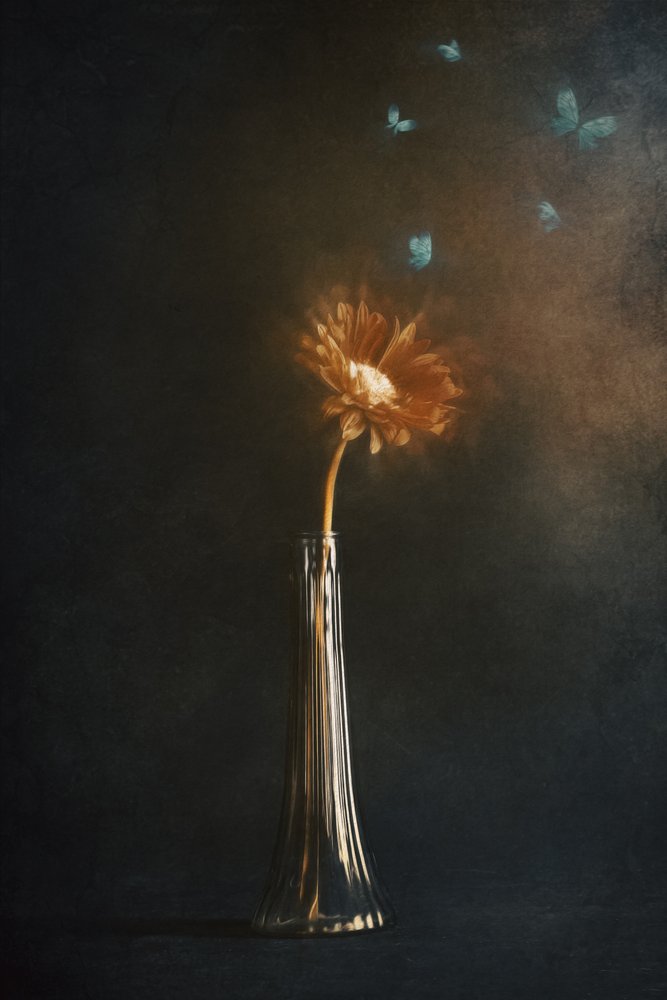 Farfalle dai fiori luminosi da Cicek Kiral
