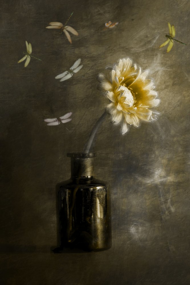 Libellule Golden Bloom da Cicek Kiral