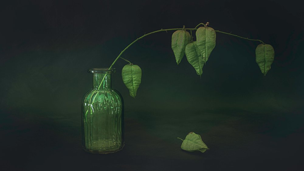 Natura morta con foglia verde da Cicek Kiral