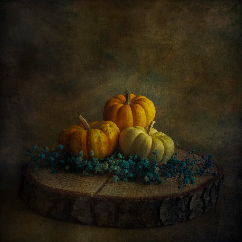Zucche "Moody Harvest" da Cicek Kiral