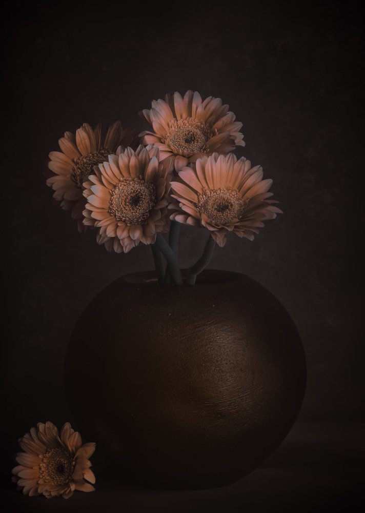 Gerbere "Moody Peach" da Cicek Kiral