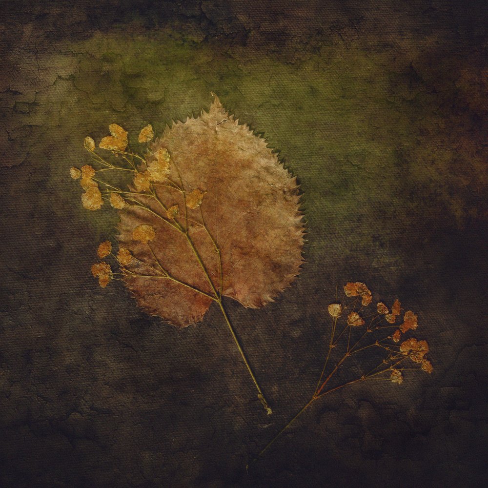 Botanica autunnale rustica da Cicek Kiral