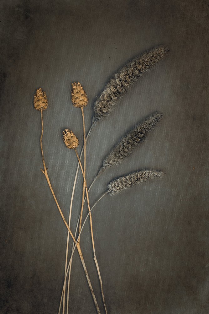 Botaniche essiccate rustiche da Cicek Kiral