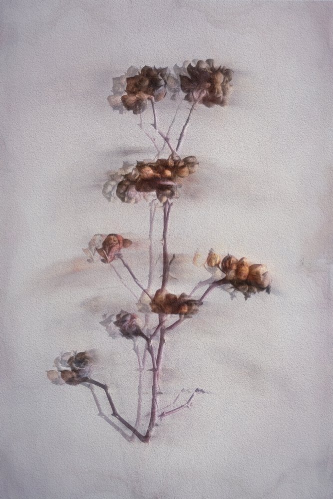 Delicati elementi botanici essiccati da Cicek Kiral