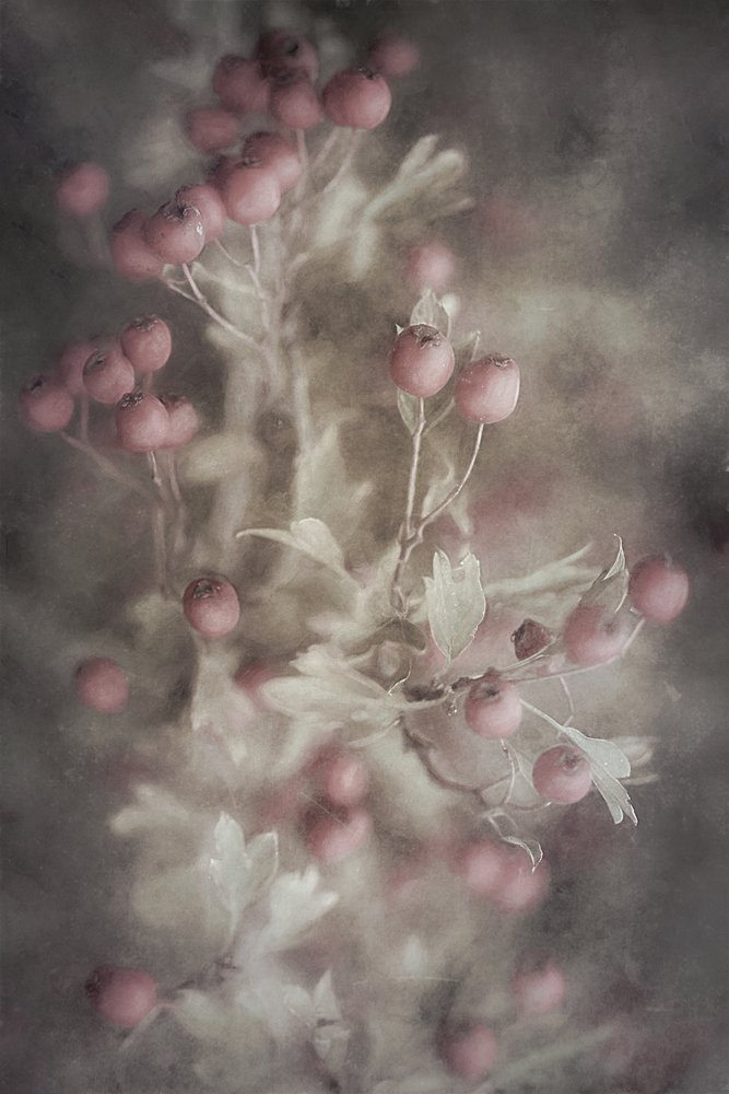 Biancospino rosa tenue da Cicek Kiral