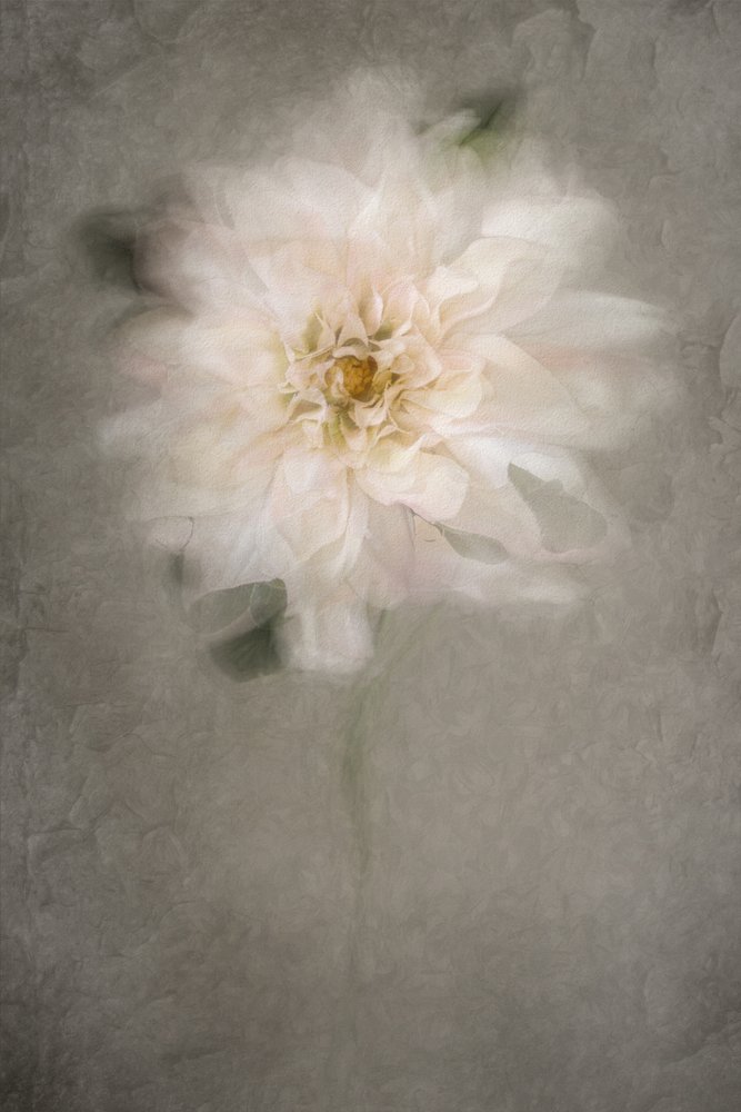Morbida fioritura bianca da Cicek Kiral