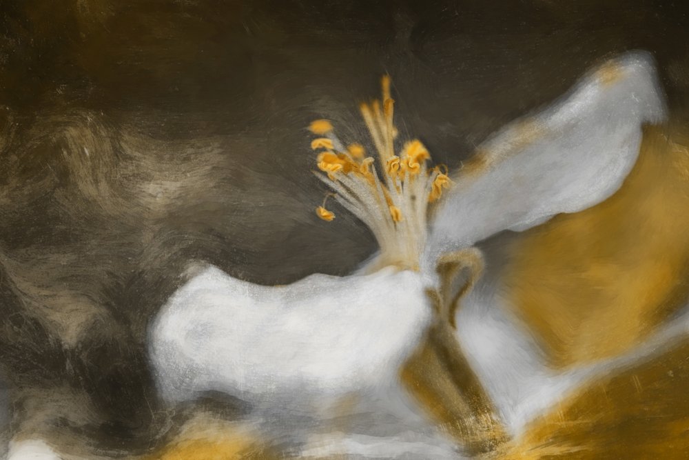 Il fiore da Cicek Kiral