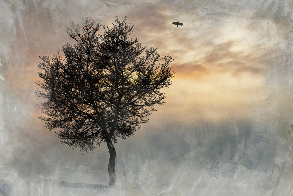 Il suggestivo Lone Tree da Codruta Georgescu