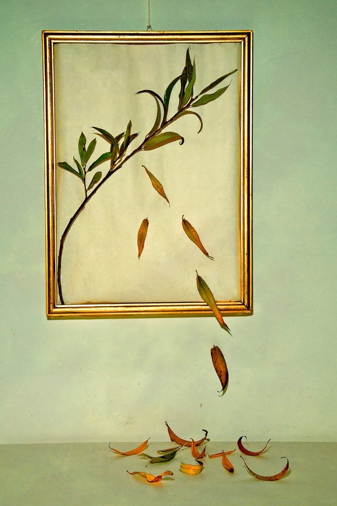 Foglie d