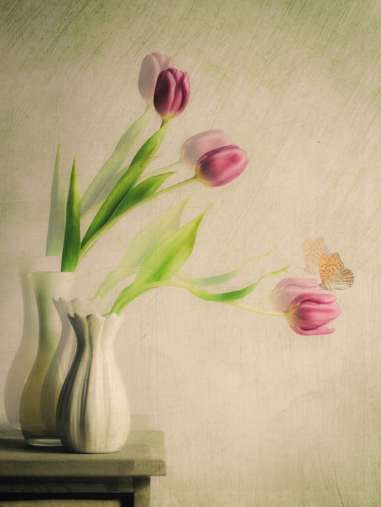 Tulipani da sogno e farfalla da Cristiano Giani