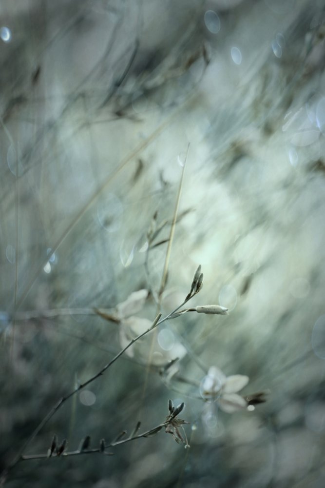 Bokeh floreale da sogno da Delphine Devos