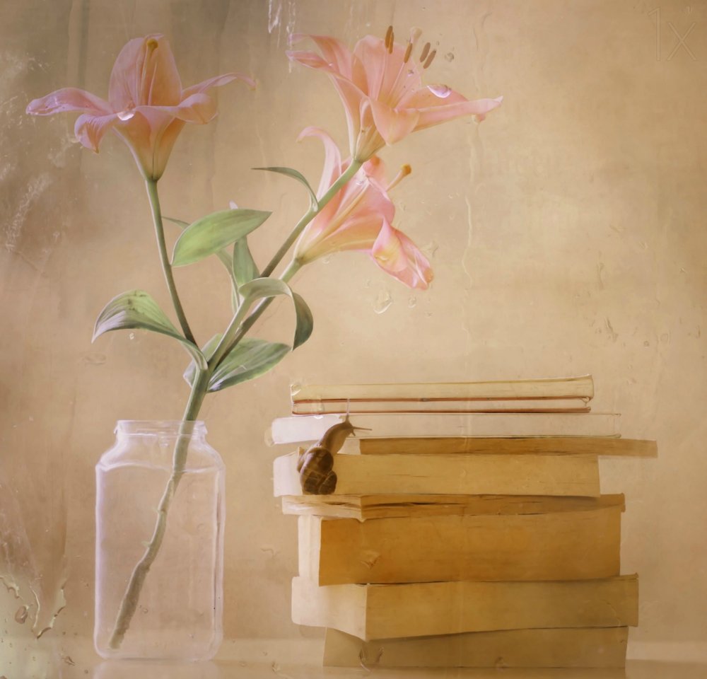 Gigli da sogno - Snail Books da Delphine Devos