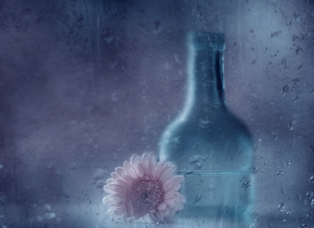 Gerbera da sogno sotto la pioggia da Delphine Devos
