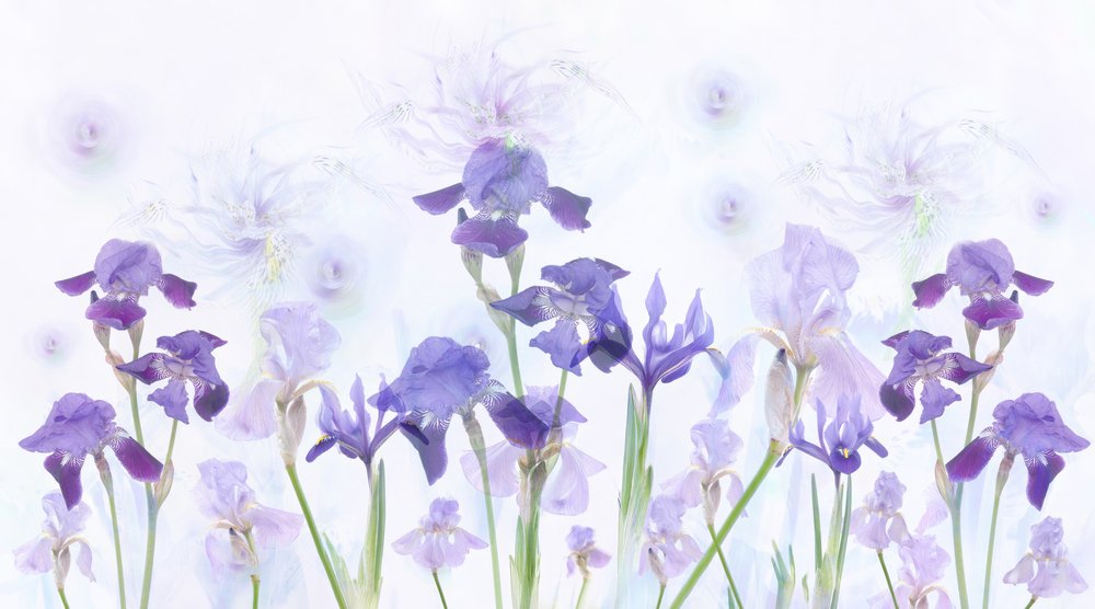 Iris color lavanda da sogno da Denis O Reilly