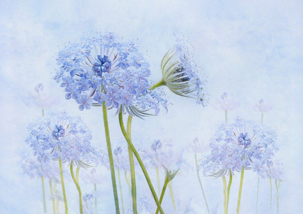 Fiori blu eterei da Denis O Reilly