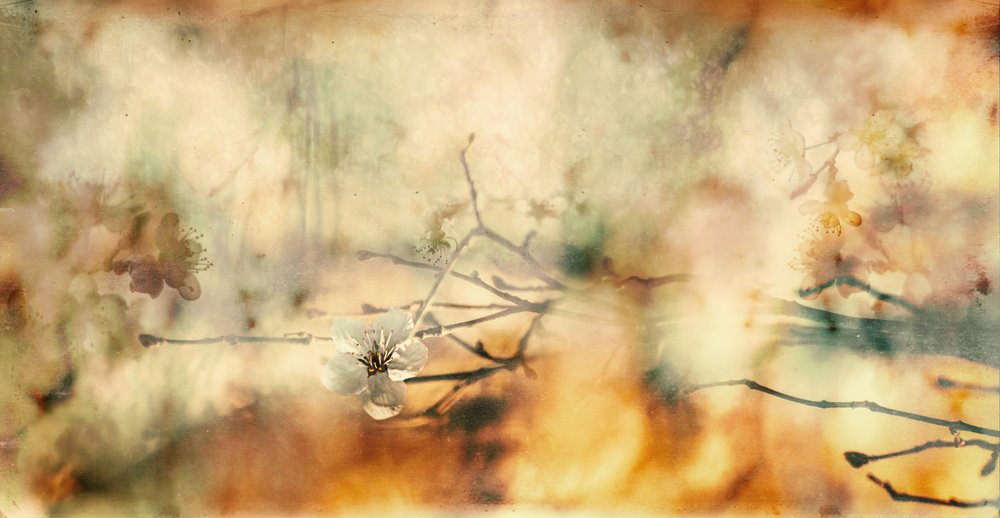 Delicato sogno di fiori da Desislava Ignatova