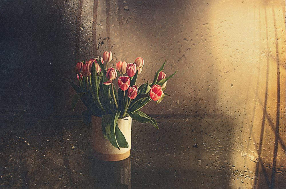 Tulipani rosa alla luce del mattino da Desislava Ignatova