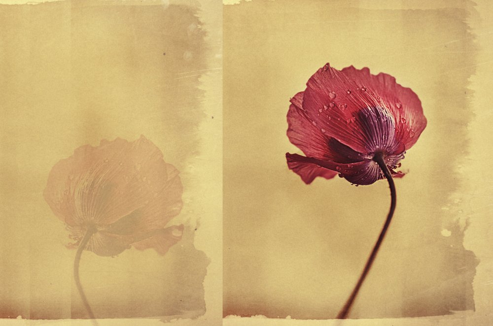 Sogno vintage di papaveri da Desislava Ignatova