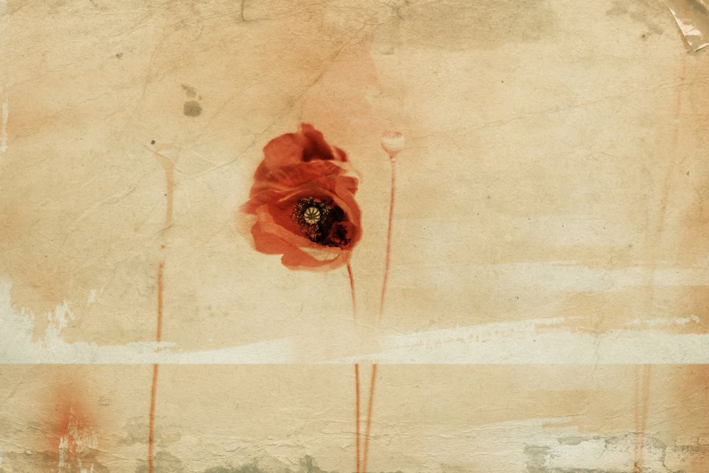 Papavero rosso vintage da Desislava Ignatova