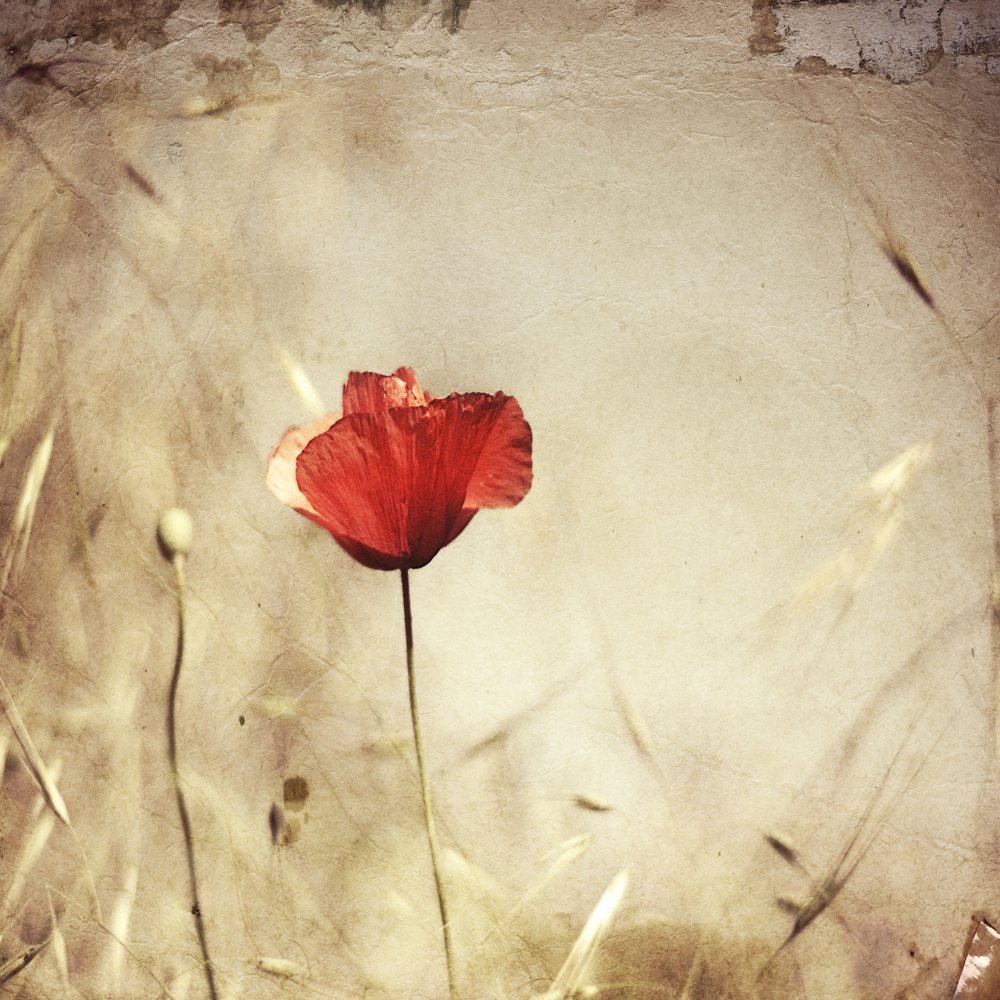 Papavero rosso vintage da Desislava Ignatova