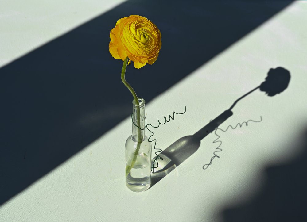 Ombra di ranuncolo illuminata dal sole da Donatella Basso