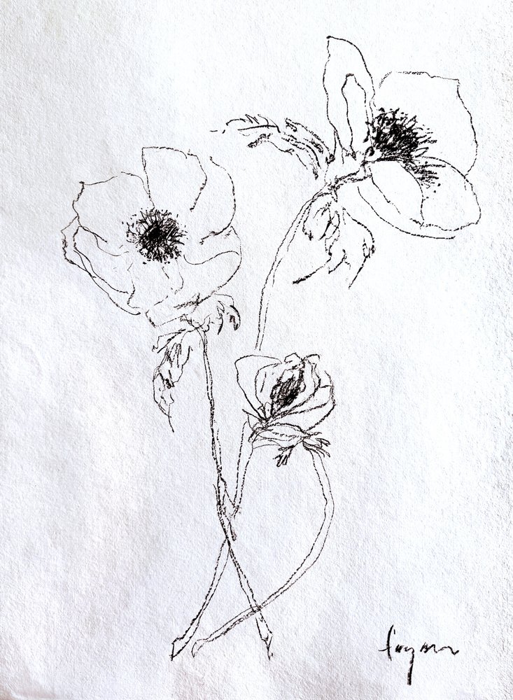 Delicato schizzo di un fiore da Dorothy Fagan