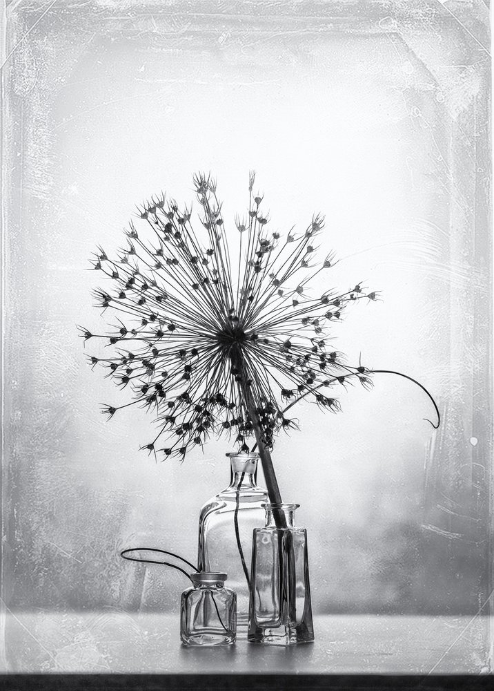 Studio botanico monocromatico da Eleonora Grigorjeva