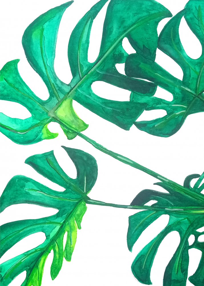 Foglie tropicali di monstera da Elizabeth C