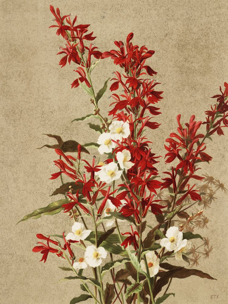 Fiori di cardinale da Ellen Thayer Fisher