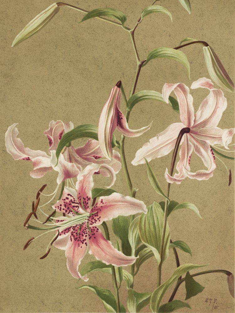 Il giglio giapponese di Ellen Thayer Fisher da Ellen Thayer Fisher