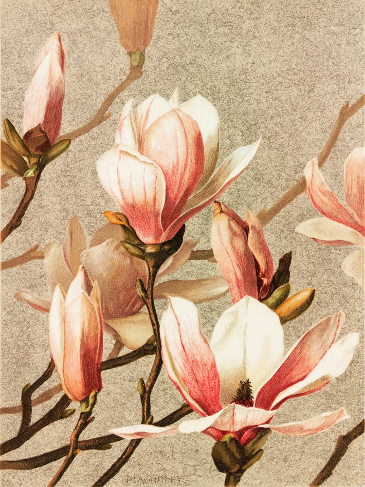 Magnolia da Ellen Thayer Fisher