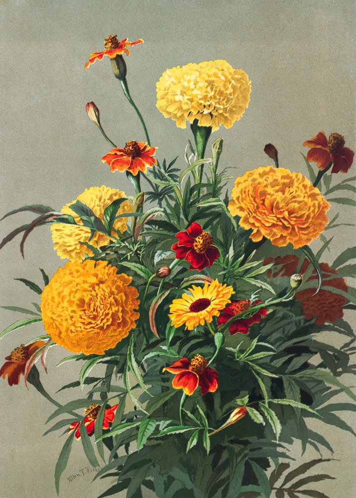 Calendule da Ellen Thayer Fisher
