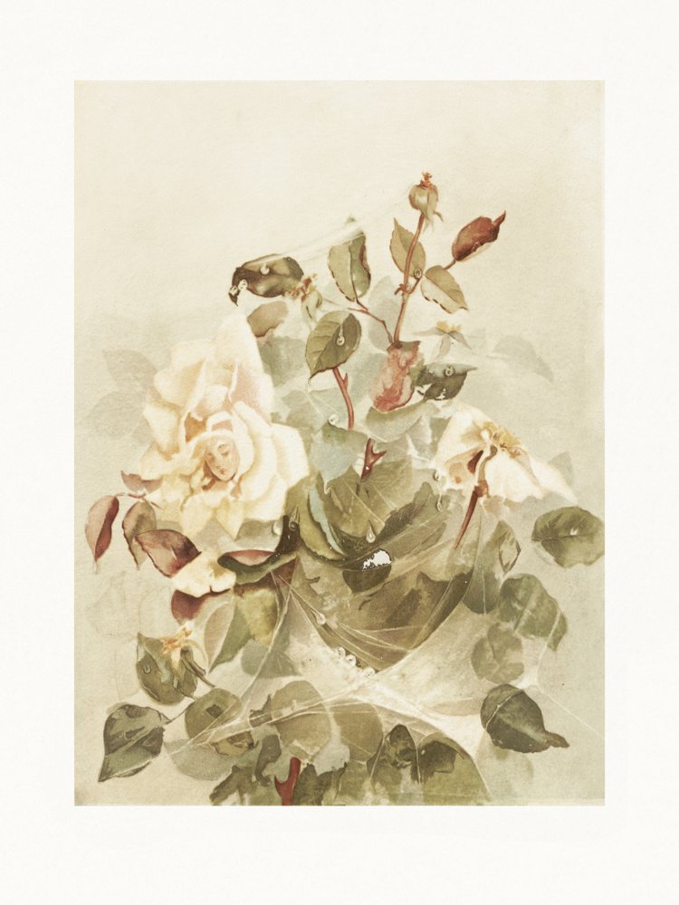 Rose rosa viste attraverso la rugiada del primo mattino da Ellen Thayer Fisher